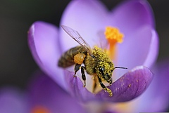 Bl&uuml;hstreifen f&ouml;rdern die Gesundheit von Honigbienen, deren V&ouml;lker in deren N&auml;he st&auml;rker wachsen und insgesamt ges&uuml;nder sind, laut einer neuen Studie. (Bild: A. Meyer)