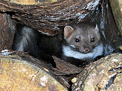 The researchers were surprised to find that also the stone marten (Martes foina) belongs to the carnivore species most affected by roads.