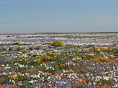 Die meisten Bl&uuml;tenpflanzenarten sind zur Fortpflanzung auf Best&auml;uber angewiesen. Dies gilt auch f&uuml;r die einj&auml;hrigen G&auml;nsebl&uuml;mchenarten, die in S&uuml;dafrika im Fr&uuml;hjahr die Massenbl&uuml;te dominieren.<br />Arten wie <em>Gorteria diffusa</em>, <em>Dimorphotheca sinuata</em> und <em>Dimorphoteca pluvialis</em> ben&ouml;tigen die tierischen Best&auml;uber, wie die hier abgebildeten Wollschweber (Bombyliidae), um Samen zu produzieren, und die Samen selbst, um im &Ouml;kosystem bestehen zu bleiben. Das macht die Pflanzen anf&auml;llig f&uuml;r R&uuml;ckg&auml;nge in den Best&auml;uberpopulationen. (Bild: Prof. Alan Ellis/Stellenbosch University)