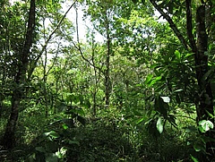 A mixture of five tree species on a Sardinilla experiment field (Picture: Florian Schnabel)