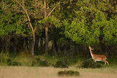 In den letzten zehn Jahren hat sich das Konzept der Rewilding als pragmatischer Weg zur Wiederherstellung nat&uuml;rlicher Prozesse und zur Wiederansiedlung von Wildtieren in europ&auml;ischen Landschaften erwiesen. (Bild: Staffan Widstrand / Rewilding Europe)