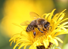 The team conducted their study in 16 locations across Lower Saxony, in eastern Germany, where honey bee colonies had access to varying proportions of organic fields, flower strips, and semi-natural habitats for about a year. (Picture: Lupac/Pixabay)