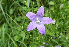 Die Wiesen-Glockenblume (<em>Campanula patula</em>), ist eine der stark zur&uuml;ckgegangenen Arten in Mecklenburg-Vorpommern. Fr&uuml;her in zwei Dritteln aller Messtischblattquadranten vorkommend ist sie heute nur noch sehr selten zu finden, wenn auch noch nicht direkt vom Aussterben bedroht. (Bild: Florian Jansen)