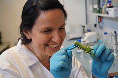 Ainhoa Martinez-Medina works on molecular aspects of interactions between plants and herbivores (photo: Nicole van Dam).