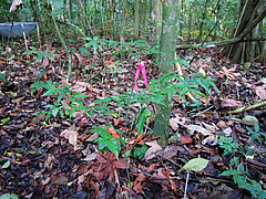 The fate of seedlings was followed for twenty years (Picture: Stefan Kupers).