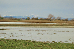 Die Salzlacken in der Region Seewinkel (&Ouml;sterreich) sind besonders wertvolle Lebensr&auml;ume. (Bild: Zsófia Horváth)