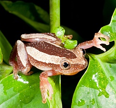 Der Kleine Bananenfroschn (Afrixalus fornasini) ist eine in Afrika beheimatete Froschart. (Bild: H.C. Liedtke)