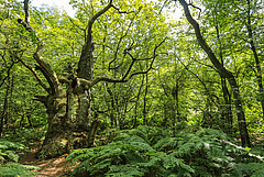 Pflanzen erh&ouml;hen ihre maximalen Photosyntheseraten bei steigenden Temperaturen, insbesondere wenn ausreichend Wasser vorhanden ist (Bild: Oliver Thier)