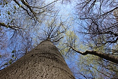 Old-growth forest Hainich. Photo: Tilo Arnhold