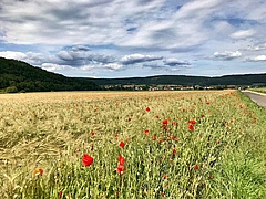 Die Studie zeigt, dass selbst als verbreitet geltende Arten wie der Klatschmohn (<em>Papaver rhoeas</em>) in Deutschland stetig zur&uuml;ckgehen. (Bild: Sebastian Lakner)