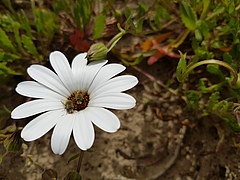 <em>Dimorphoteca pluvialis</em> und <em>Corsomyza</em>fliegen (Bild: Prof. Alan Ellis/Stellenbosch University)