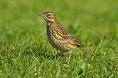 Die Anzahl insektenfressender V&ouml;gel ist seit 1990 europaweit um 13 Prozent gesunken. Dies betrifft auch den Wiesenpieper (<em>Anthus pratensis). </em> (Bild: Mathias Schaef, living-nature.eu)