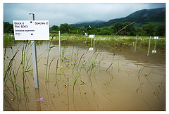 Ein Hochwasser hat 2013 das Jena Experiment &uuml;berflutet. Die Widerstandsf&auml;higkeit artenreicher und artenarmer &Ouml;kosysteme gegen solche Extremereignisse soll in den kommenden vier Jahren genauer untersucht werden (Bild: Victor Malakhov)