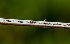 Diplopods are small soil animals contributing to decomposition processes (photo: Julia Siebert).