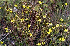 Vom Menschen eingef&uuml;hrte Arten nehmen in Deutschland zu, ihre Zahl kann jedoch den Verlust an Pflanzenarten nicht ersetzen. Das Schmalbl&auml;ttrige Greiskraut (<em>Senecio inaequidens</em>) ist urspr&uuml;nglich im s&uuml;dlichen Afrika beheimatet, inzwischen jedoch weltweit verbreitet.&nbsp; (Bild: Helge Bruelheide)