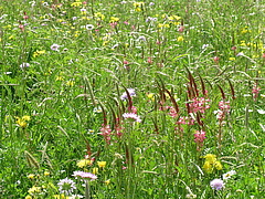 Structural diversity in grasslands (e.g. high and low plants)&nbsp;influences the diversity of insects living there. (Picture: Alex Fergus)