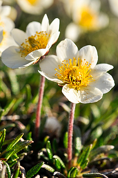 &Uuml;berraschenderweise verdr&auml;ngen die Neuank&ouml;mmlinge nicht die kleinw&uuml;chsigeren arktischen Arten wie die Ganzrandige Silberwurz <em>(Dryas integrifolia)</em>.<em></em> (Bild: Anne Bjorkman)