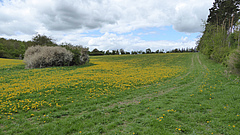 According to the study, soil ecosystems are more resilient when extensively farmed. The photo shows a meadow in Thuringia (Picture: B. Schnabel)