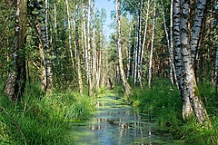 Fields and grassland, moors, moorland forests, swamps and springs are in the worst shape, according to the Faktencheck Artenvielfalt (Picture: M. Zimmer)