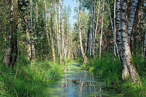 Fields and grassland, moors, moorland forests, swamps and springs are in the worst shape, according to the Faktencheck Artenvielfalt (Picture: M. Zimmer)