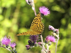 Perlmuttfalter (Speyeria aglaja) und andere Insekten profitieren von einer vielf&auml;ltigen Landschaft. (Bild: Sebastian Lakner)