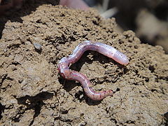 Die lokale Regenwurm-Vielfalt nimmt von den Tropen zu den gem&auml;&szlig;igten Breiten zu.&nbsp;Abgebildet ist ein brasilianischer Regenwurm der Gattung Fimoscolex. (Bild: MLC Bartz)