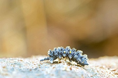 Collembolen wie diese <em>Acanthanura sp.</em> k&ouml;nnen n&uuml;tzliche Indikatoren f&uuml;r die Bodenqualit&auml;t sein und auch im Fokus von Naturschutzma&szlig;nahmen stehen. (Bild: Foto: Andy Murray)