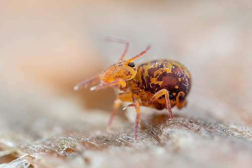 Springtail (Collembola) (Picture: Frank Ashwood)