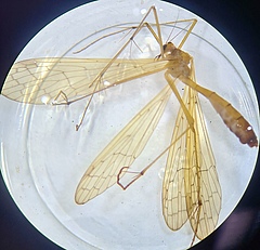 Bei einer studentischen Exkursion im Naturschutzgebiet Burgaue im Leipziger Auwald im Juli dieses Jahres wurde dieses weibliche Individuum von <em>Bittacus hageni</em> erstmalig in Sachsen gefangen. (Bild: Lisa Hahn)