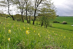 Extensiv bewirtschaftetes Gr&uuml;nland, hier im Hainich, erh&auml;lt starke Synergien zwischen spezialisierten Arten und Funktionen aufrecht und bietet eine gr&ouml;&szlig;ere Palette an &Ouml;kosystemleistungen als Gr&uuml;nland mit hoher Intensit&auml;t. (Bild: Michael Bonkowski)