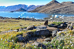 Die Pflanzengemeinschaft in der arktischen Tundra ist in den letzten drei&szlig;ig Jahren h&ouml;her geworden. (Bild: Anne Bjorkman)