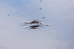 Anders als landlebende Insekten haben ans S&uuml;&szlig;wasser gebundene Insekten zugenommen. Grund k&ouml;nnten Gew&auml;sserschutzma&szlig;nahmen sein. Das Foto zeigt sich paarende Gemeine Wasserl&auml;ufer (<em>Gerris lacustris</em>).&nbsp; (Bild: Oliver Thier)