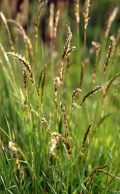 Ein Grund sind h&ouml;herw&uuml;chsige Arten, die sich hier ansiedeln konnten, wie beispielsweise Gew&ouml;hnliches Ruchgras (<em>Anthoxanthum odoratum</em>), das urspr&uuml;nglich im europ&auml;ischen Tiefland zuhause ist und neu auf alpinen Standorten in Schweden und Island nachgewiesen wurde. (Bild: Christian Fischer, Lizenz CC BY-SA 3.0)