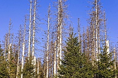 Der Klimawandel wirkt sich auch massiv auf die Natur in Deutschland aus. Im Nationalpark Harz lassen Trockenheit und Borkenk&auml;fer den Fichtenwald gro&szlig;fl&auml;chig absterben. (Bild: Christian Müller)