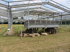 Die Studie wurde in der Global Change Experimental Facility (GCEF) durchgef&uuml;hrt. Die Anlage erm&ouml;glicht den Vergleich zwischen aktuellem Klima und einem m&ouml;glichen zuk&uuml;nftigen Klima mit anderer Niederschlagsverteilung (Bild: Julia Siebert)