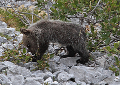 Im Sirente-Velino-Regionalpark in den italienischen Abbruzzen lebt der stark gef&auml;hrdete und daher gesch&uuml;tzte europ&auml;ische Braunb&auml;r (<em>Ursus arctos marsicanus</em>).&nbsp; (Bild: Francesco Culicelli / Photo archive of Salviamo l'Orso (https://www.salviamolorso.it))