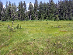 Hirschb&auml;der Moor, ein Moorkomplex aus lebendem Hochmoor mit rotem Torfmoos, stagnierendem Hochmoor und eingestreuten offenen Wasserfl&auml;chen, den sogenannten Schlenken.<br />&nbsp; (Bild: Thomas Sperle)