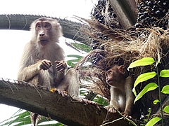 Mother with offspring in the plantation. (Picture: Anna Holzner)