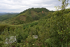 In the BEF-China experiment, tree species richness varies across different subplots. (Picture: Helge Bruelheide)