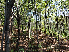 Forest plot 7 years after planting. Picture: Stefan Trogisch.