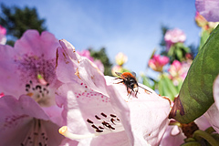 Viele Insekten erf&uuml;llen wichtige Funktionen in unseren &Ouml;kosystemen, z. B. die Best&auml;ubung von Wild- und Kulturpflanzen. Das Foto zeigt eine Geh&ouml;rnte Mauerbiene (<em>Osmia cornuta</em>). (Bild: Gabriele Rada)