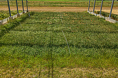 Species-poor, intensively used meadow in the GCEF (Picture: André Künzelmann / UFZ)