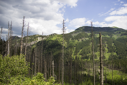 Forest dieback 2.0, air pollution or species loss: the new Research Training Group is researching sustainable utilisation concepts for natural commons. (Picture: Colourbox)