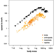 There is a parabola-like relationship between the body mass of animals and the maximum speed they can reach. For the first time, researchers are able to describe how this comes about, thanks to a simple mathematical model. (Picture: Myriam Hirt)