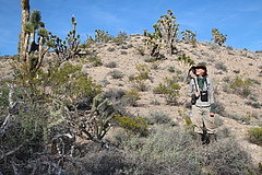 Die Erstautorin der Studie, Dr. Pia Backmann, in der W&uuml;stenlandschaft &bdquo;Gro&szlig;es Becken&ldquo; (Great Basin Desert) in Utah, USA, dem Lebensraum des Wilden Tabaks. (Bild: Danny Kessler)