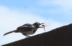 Insekten sind ein wichtiger Bestandteil der Nahrungskette. Mindestens 60 Prozent aller Vogelarten nutzen Insekten als Nahrung. (Bild: Shawan Chowdhury)