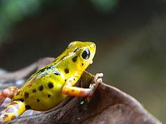 The species belongs to the poison dart frogs (Dendrobatidae).