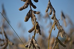 Soy is one of the world's 16 most cultivated crops and is pollinated by insects. Picture: Pixabay