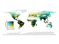 The global distribution of the match of biodiversity above the ground (mammals, birds, amphibians and plants) and below (soil invertebrates, fungi and bacteria). Dark areas have high biodiversity above and in the soil; light yellow areas have high above-ground biodiversity but low diversity in the soil; blue areas have low above-ground biodiversity, but species-rich soil communities; and light areas are species-poor above and below the soil surface. (Picture: Conservation Biology)