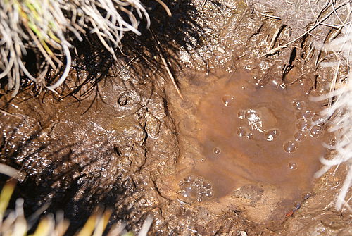 For their study the researchers analyzed soil organisms and bio¬geo-che¬mical cycles in a natural source of carbon dioxide (mofette) and in a comparative soil. Photo: Felix Beulig, FSU